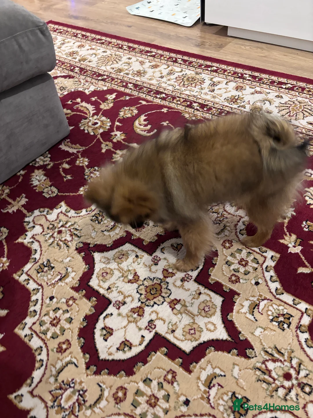 Pomeranian dogs for sale: 🐾 Stunning Male Pomeranian Puppy – £1,750 🐾 - Advert 5