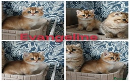 British Shorthair cats for sale: Beautiful Golden girls  - Image 1