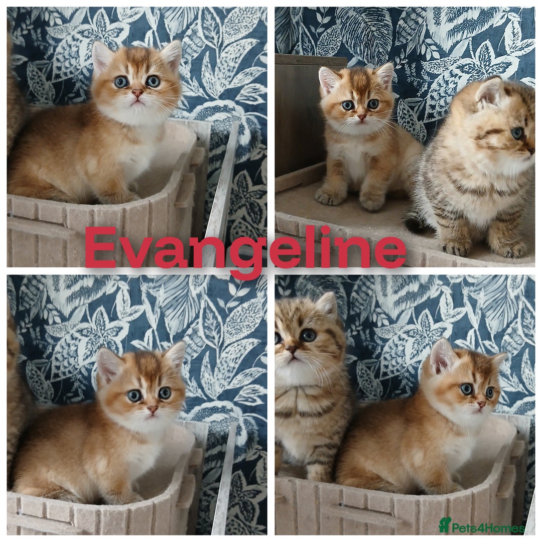 British Shorthair cats for sale: Beautiful Golden girls  - Image 1