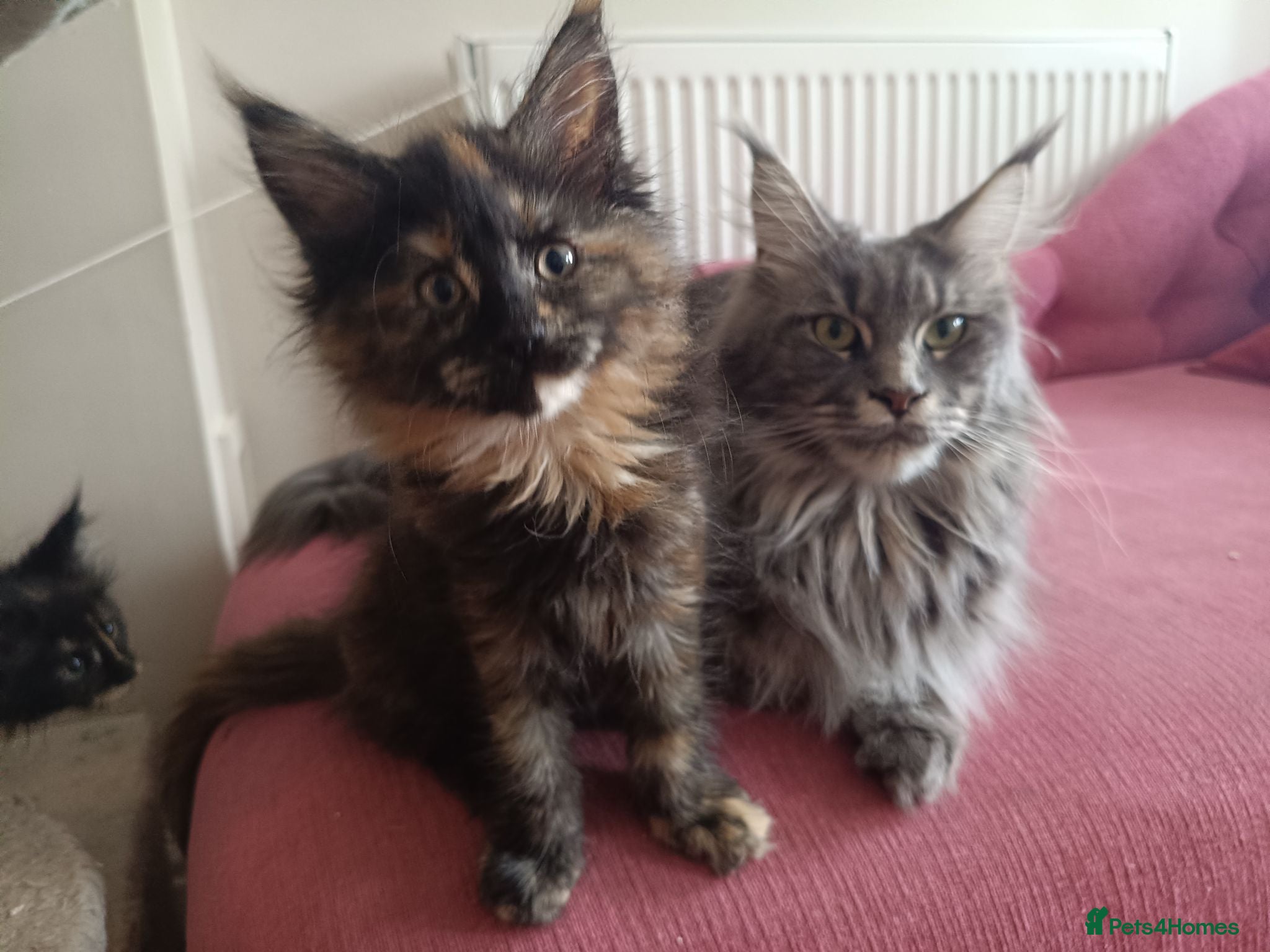 Maine Coon cats Health tested XL Boys and Tortie girls 😍 - Advert 2