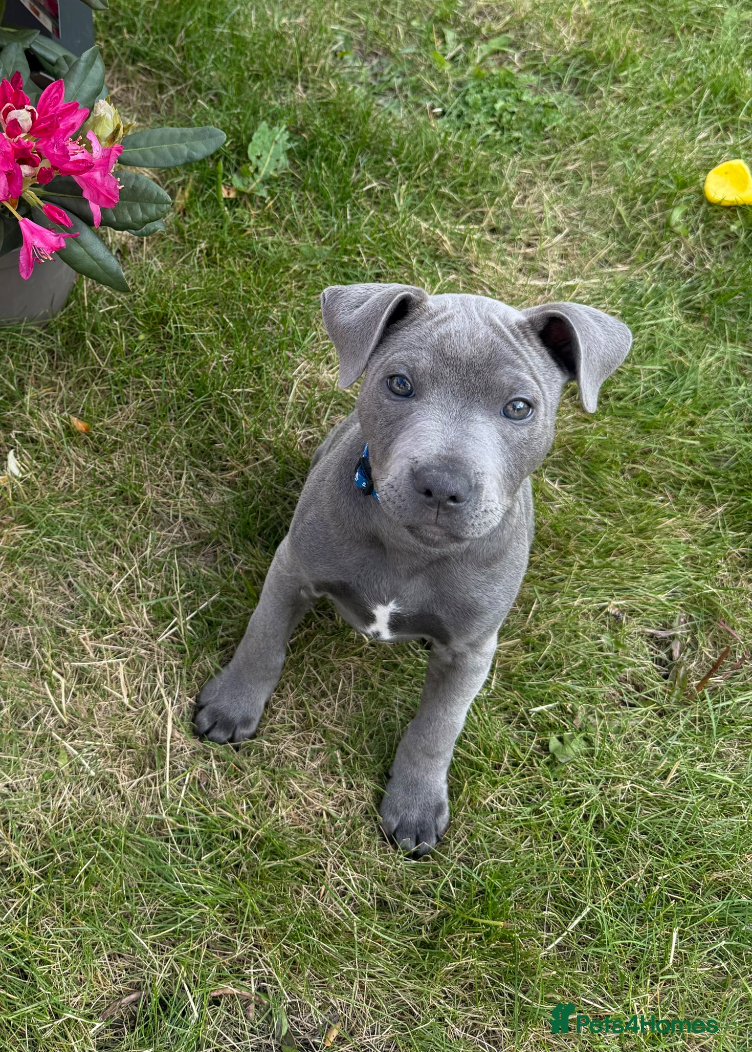 Staffordshire Bull Terrier dogs 12 week old Staffordshire bull terrier - REHOMING  - Advert 1