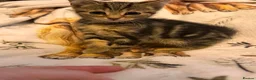 Mixed Breed cats for sale: Kittens  Domestic short hair in Worcester - Advert 10