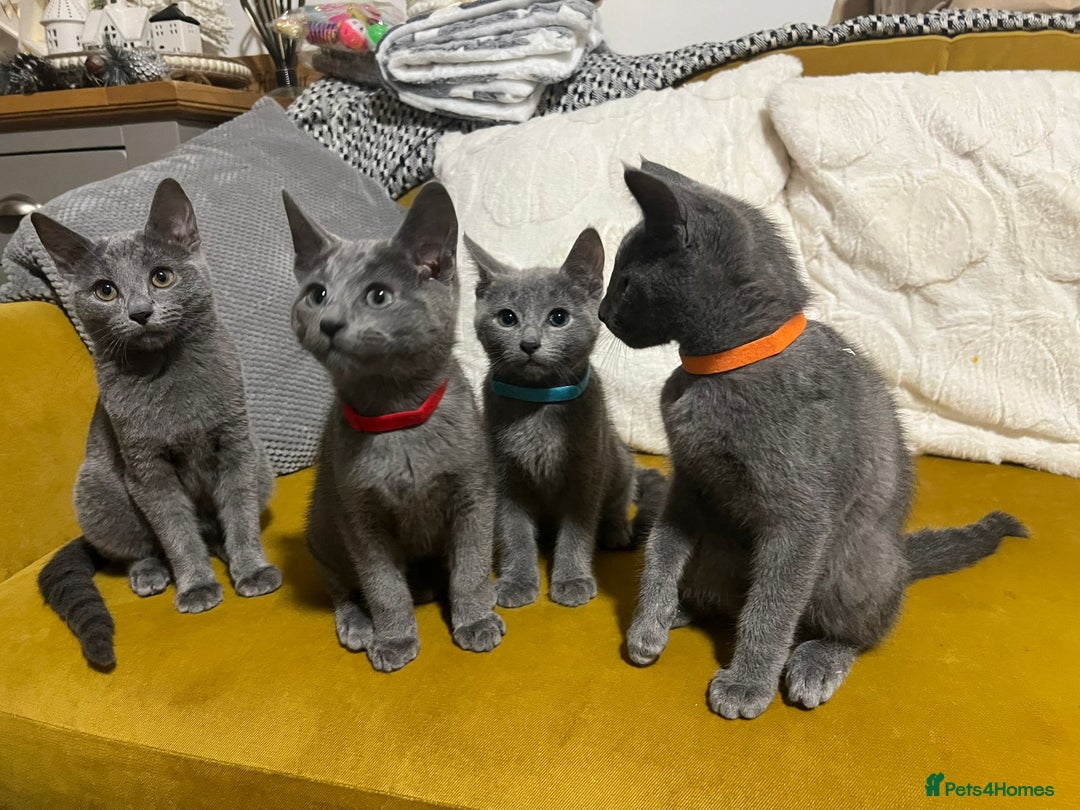 Russian Blue cats for sale: Gorgeous Championship Russian blue kittens  - Advert 2