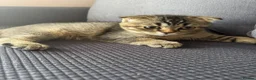 Scottish Fold cats for sale: Scottish Fold Girl Kitten - Advert 2