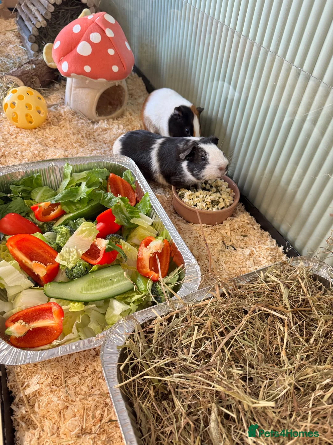 Guinea Pig rodents for sale: Guinea pigs in Taunton - Advert 1