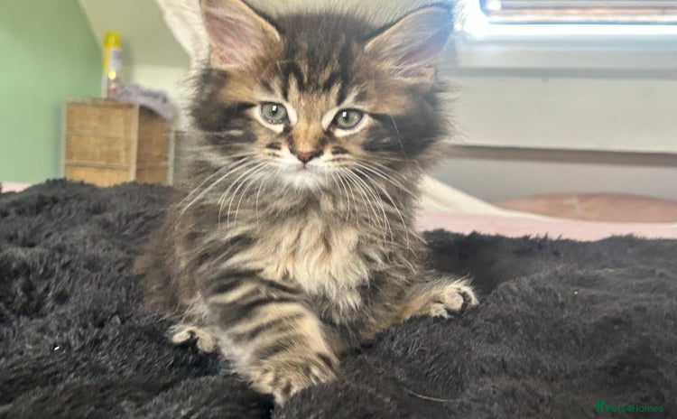 Maine Coon cats - Advert 4
