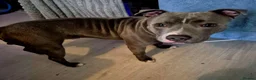 Staffordshire Bull Terrier dogs for sale: Staffordshire bull terrier - Advert 3