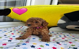 Toy Poodle dogs for sale: Charming Toy Poodle Puppies Ready for Their Homes - Image 3