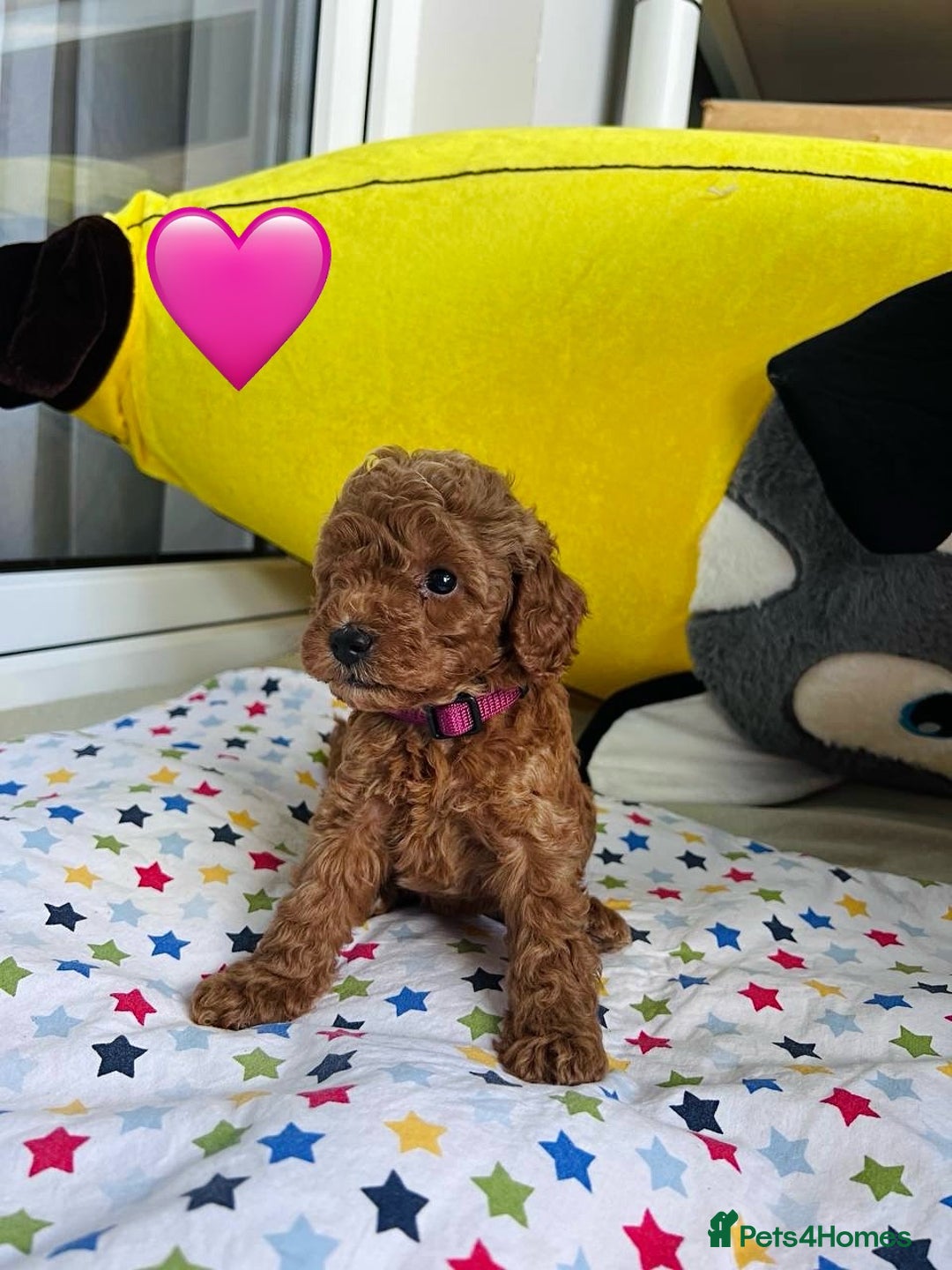 Toy Poodle dogs for sale: Charming Toy Poodle Puppies Ready for Their Homes - Image 3