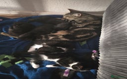 British Shorthair cats for sale: Kittens ready to go - Image 4