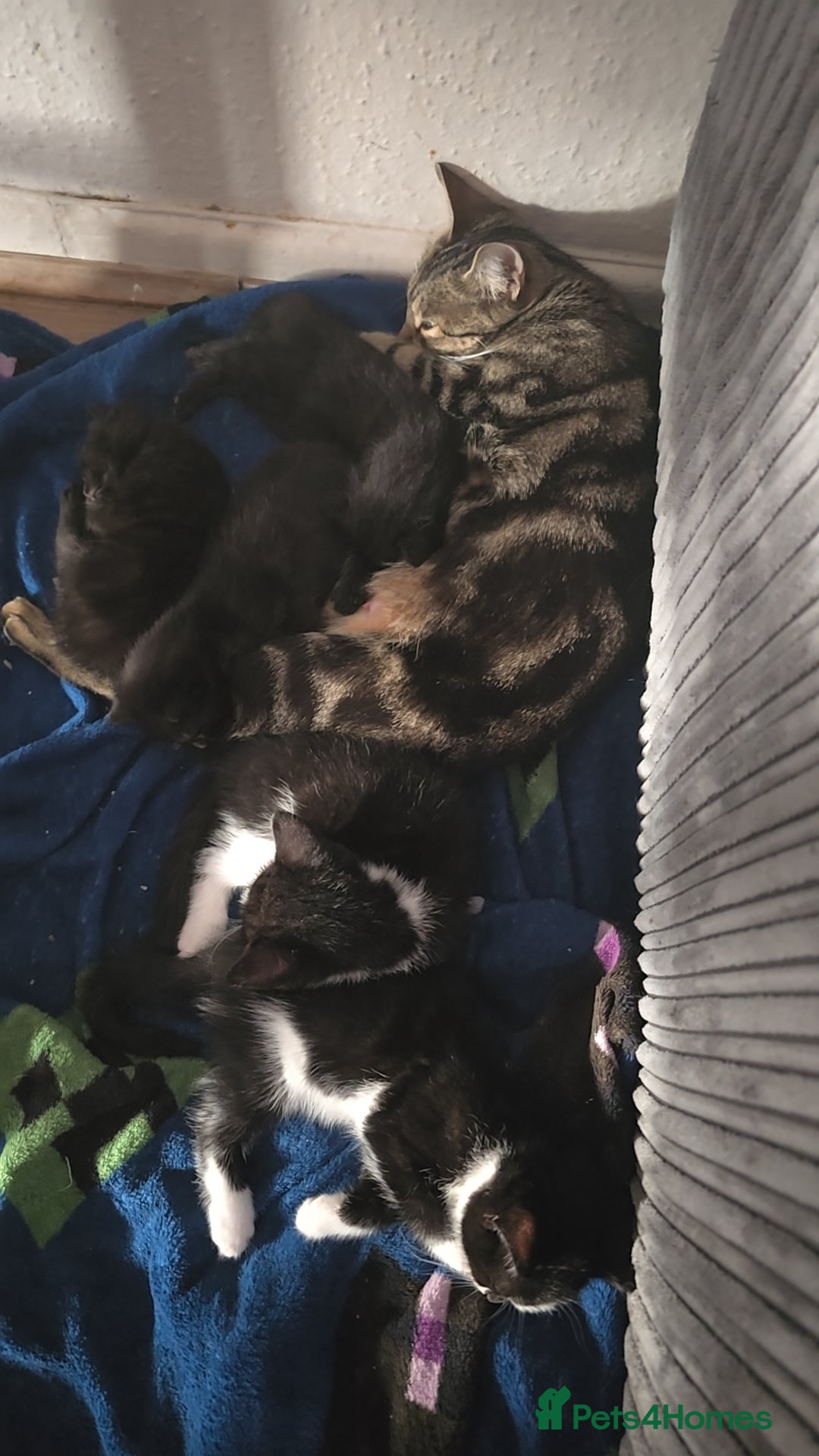 British Shorthair cats for sale: Kittens ready to go - Image 4