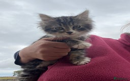 Mixed Breed cats for sale: Kittens ready for new homes  - Image 8