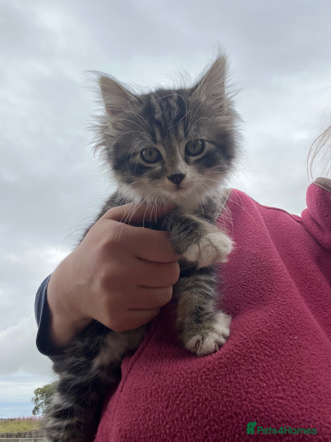 Mixed Breed cats for sale: Kittens ready for new homes  - Image 8
