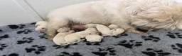 West Highland Terrier dogs for sale: Beautiful otter of 9 Westie puppies  - Advert 13