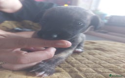 Whippet dogs for sale: Whippet Puppies - Image 23