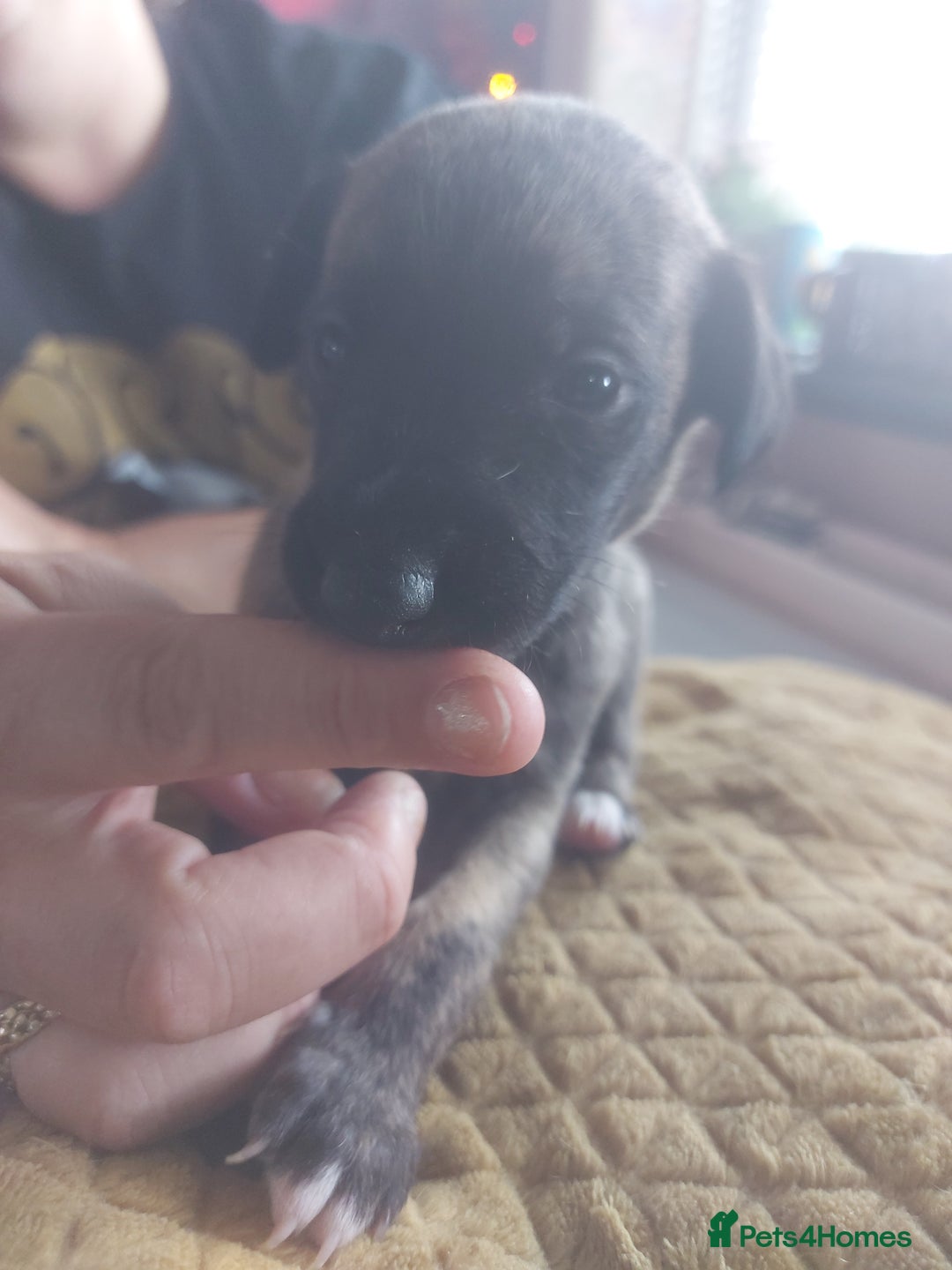 Whippet dogs for sale: Whippet Puppies - Image 23