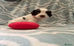 Sprocker dogs for sale: Beautiful Sproker pups  - Image 7