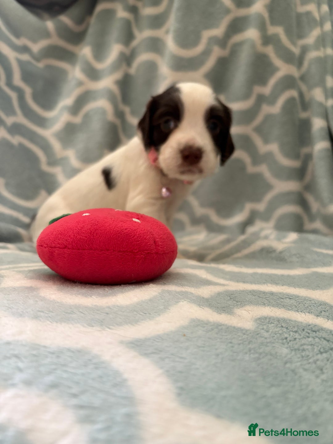 Sprocker dogs for sale: Beautiful Sproker pups  - Image 7
