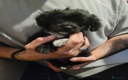 Mixed Breed dogs for sale: Shih - poo pups  - Image 9