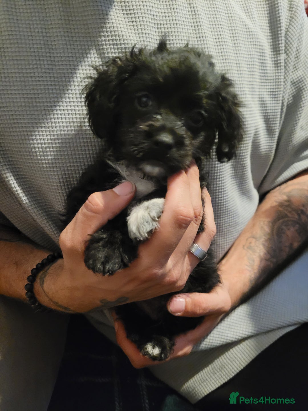 Mixed Breed dogs for sale: Shih - poo pups  - Image 9