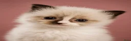 Ragdoll cats for sale:  ✨Ragdoll Kittens Champion bloodline ✨ in Birmingham - Advert 5