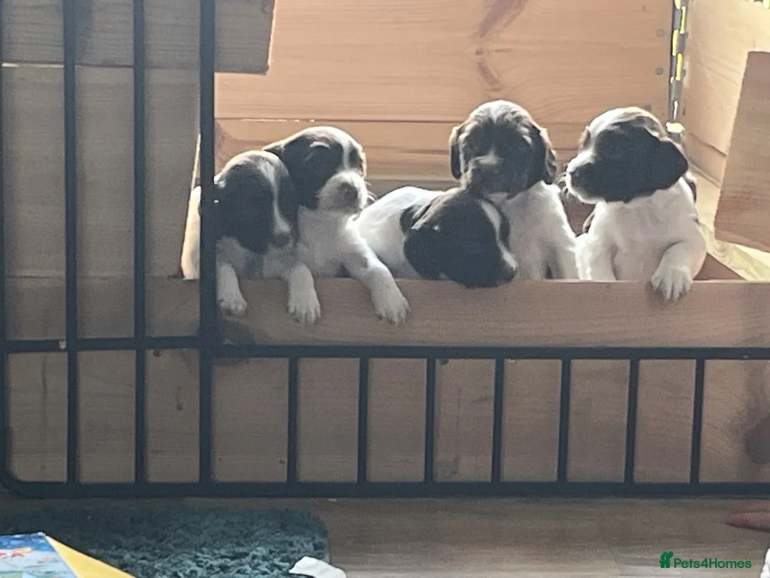 English Springer Spaniel dogs for sale: Springer Spaniel Puppies  in West Linton - Advert 1