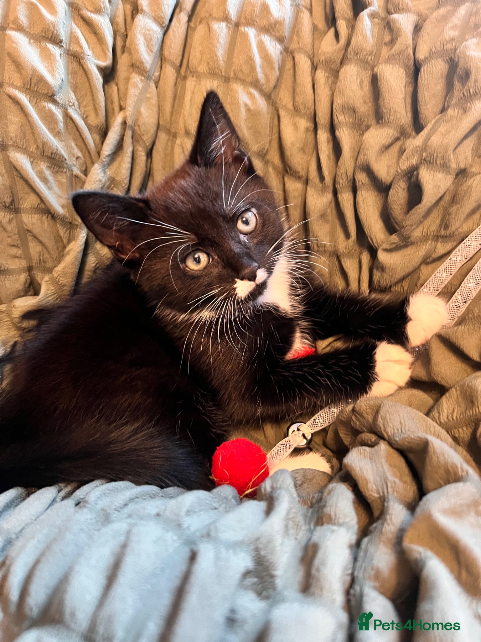 Mixed Breed cats Black Male Kitten for Sale Ready to Go £160 - Advert 18