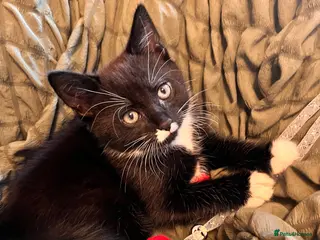 Mixed Breed cats Black Male Kitten for Sale Ready to Go £160 - Advert 18