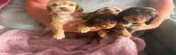 Cocker Spaniel dogs for sale: 4 stunning working cocker spaniel puppies in Merthyr Tydfil - Advert 8