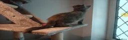 British Shorthair cats for sale: Beautiful short haired kittens ready now  in Great Yarmouth - Advert 15
