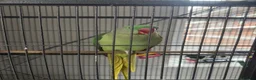 Parrots birds for sale: Friendly Alexandrine Parakeet with Large Cage  in Hove - Advert 2