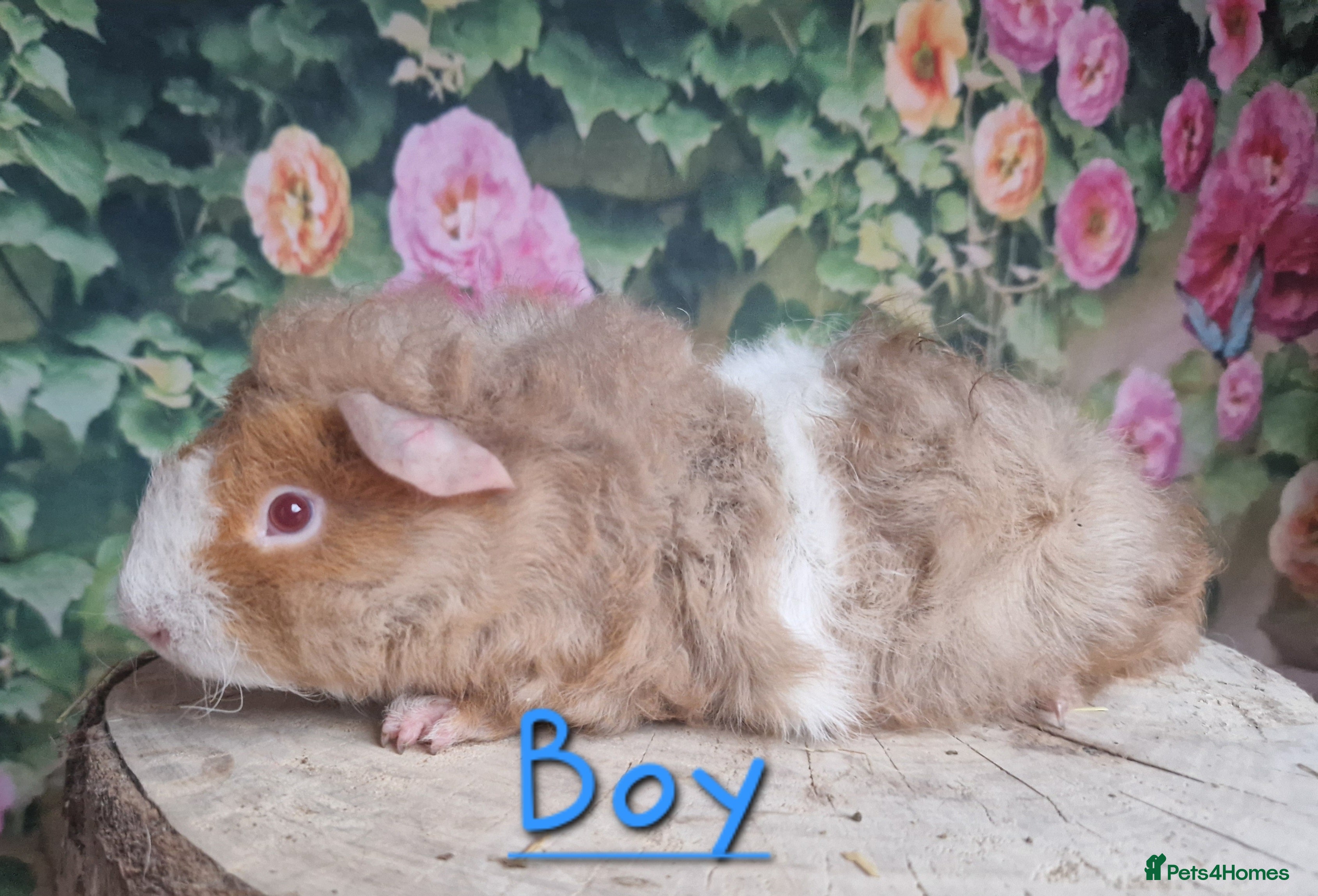 Guinea Pig rodents Mixed Guinea pigs available - Advert 6