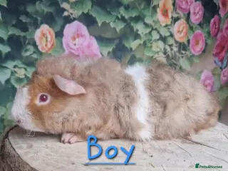 Guinea Pig rodents Mixed Guinea pigs available - Advert 6