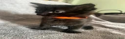 Mixed Breed cats for sale: Beautiful litter of Black fluffy kittens  in Wincanton - Advert 3