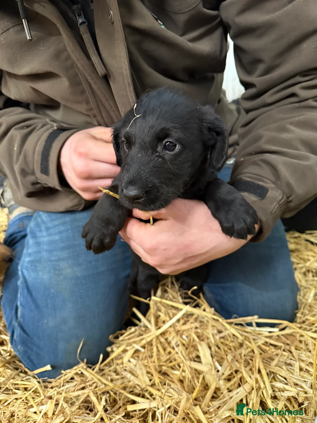 Labradoodle dogs for sale: Labradoodle pups  - Advert 18