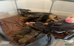 Mixed Breed dogs for sale: Mixed big family dogs  - Image 11