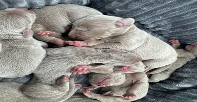 Weimaraner dogs - Advert 1