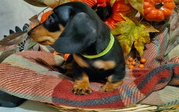 Miniature Dachshund dogs for sale: Beautiful Black & Tan Mini Dachshunds PRA clear - Image 8