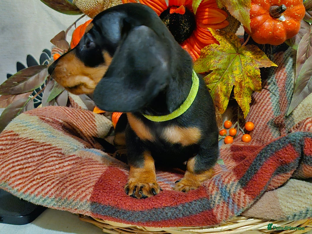 Miniature Dachshund dogs for sale: Beautiful Black & Tan Mini Dachshunds PRA clear - Image 8