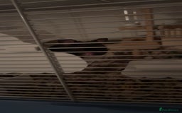 Hamster rodents for sale: syrian hamster  - Image 3