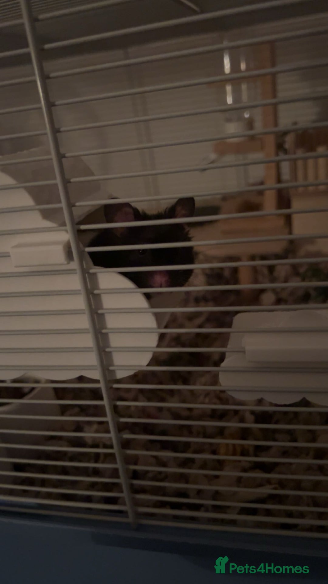 Hamster rodents for sale: syrian hamster  - Image 3