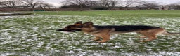 German Shepherd dogs for stud: German Shepherd  - Advert 2