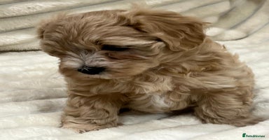 Maltipoo dogs - Advert 5