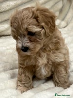 Maltipoo dogs - Advert 11