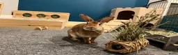 Rex rabbits for sale: Neutered Male Mini Rex  - Advert 4