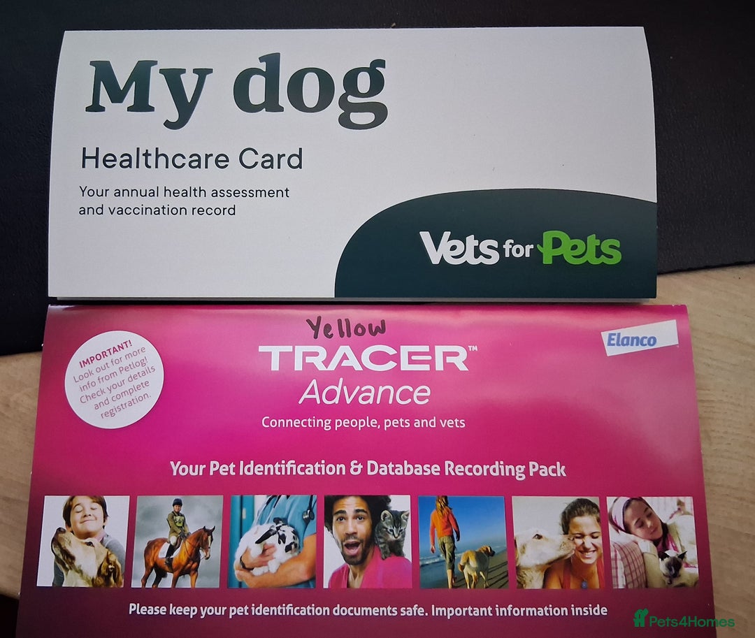 Miniature Poodle dogs for sale: Beautiful poodle pups - Advert 17