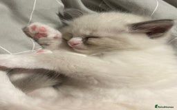Ragdoll cats for sale: Stunning TICA reg Flame/Cream Boy - Image 31