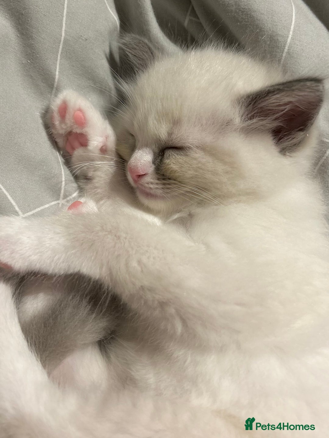 Ragdoll cats for sale: Stunning TICA reg Flame/Cream Boy - Image 31