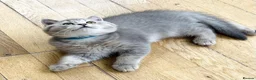 British Shorthair cats for sale: A Girl Available- GCCF/TICA British Shorthair  - Advert 14