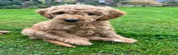 Mini Goldendoodle dogs for sale: Home bred miniature Goldendoodles - Advert 1